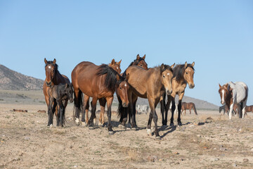 Wild Horses in Spring in the Utah Desert