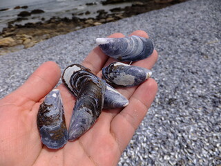 A handful of blue seashells. Punta del Este, Uruguay.