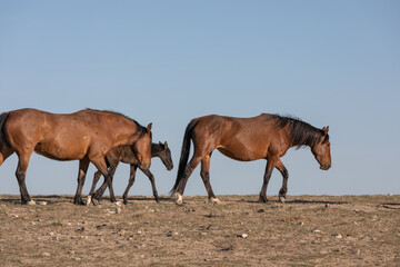 Wild Horses in Spring in the Utah Desert