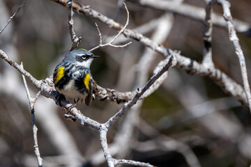 Male Yellow-rumped Warbler (Dendroica coronata)