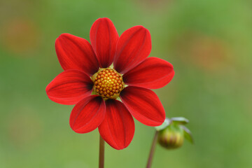 Dahlia rouge