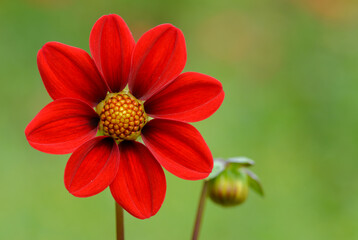 Dahlia rouge