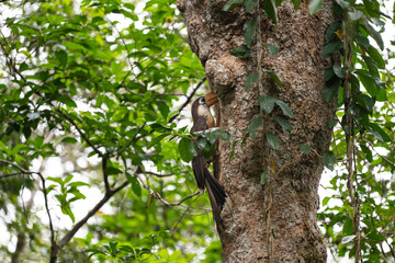 Austen 's Brown Hornbill