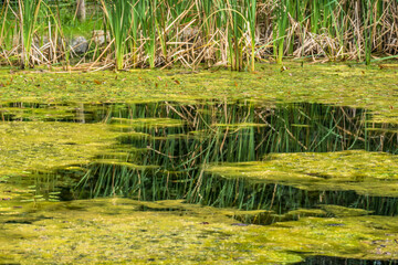 Obraz premium Blühende Seerosen im Teich