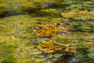 Blühende Seerosen im Teich