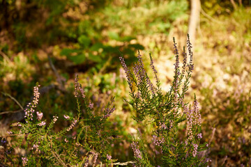 heathers, plant, flowers