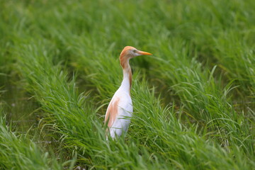 伸びるイネとアマサギ