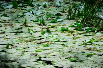 water lily pond