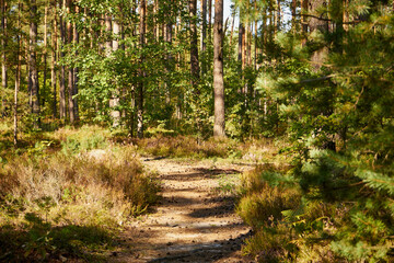 Fototapeta premium sunny forest forest road, forest, summer,path,forest path