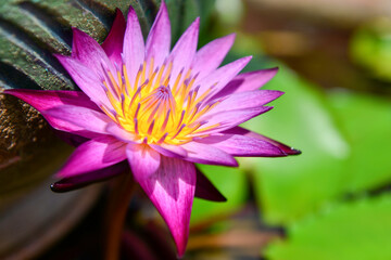 pink lotus flower