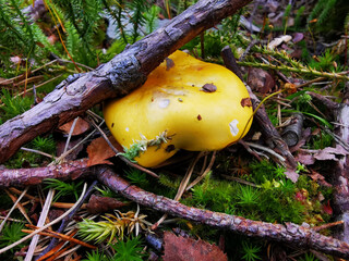 Closeup sot of a gilded brittlegill (Russula aurea) mushroom in the forest