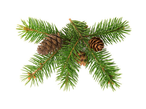 Front view of fir tree branch and cones