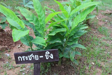 vegetable garden in the garden