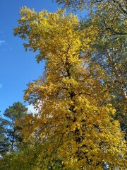 Golden autumn time. The trees are standing in a yellow-gold fire. Blue sky and a great mood during walks about this forest.