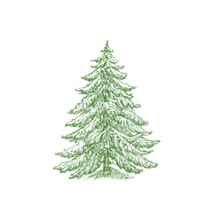 Hand Drawn Christmas Tree Color Vector Illustration. Abstract Pine Sketch. Winter Holiday Engraving Style Drawing. Isolated