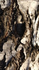 Golden autumn time. The trees are standing in a yellow-gold fire. Blue sky and a great mood during walks about this forest.