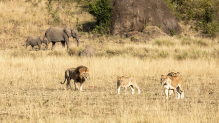 Pride of lions, panthera leo,, a male and three females, in the grasslands of the Masai Mara,...