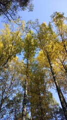 Golden autumn time. The trees are standing in a yellow-gold fire. Blue sky and a great mood during walks about this forest.
