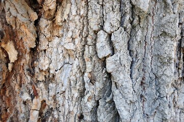 Wood 01