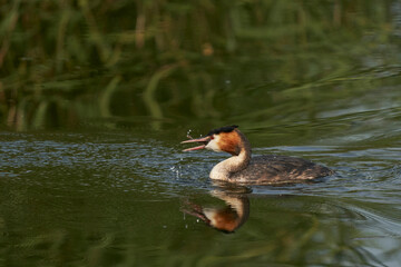 Great Crested Grebe (Podiceps cristatus) eating a recently caught fish whilst swimming on a lake at Ham Wall in Somerset, United Kingdom.