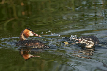 Interaction between Great Crested Grebe (Podiceps cristatus) parent and offspring when adult eats recently caught fish at Ham Wall in Somerset, United Kingdom.