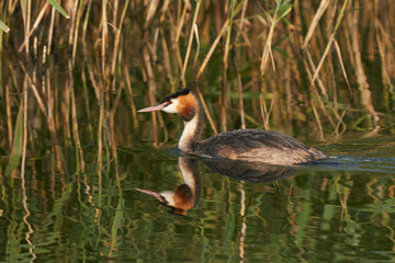 Great Crested Grebe (Podiceps cristatus) on a lake at Ham Wall in Somerset, United Kingdom.