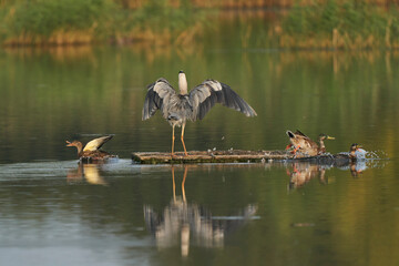 Ducks scatter as a Grey Heron (Ardea cinerea) lands on a platform on a lake at Ham Wall in Somerset, England, United Kingdom.