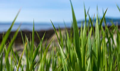 Obraz premium Tall grass next to ocean in Maine