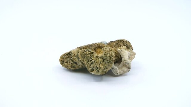 Rotating magic mushrooms on white background, also known as shrooms or psilocybin hallucinogenic drugs