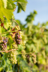 Ripe wine grapes on the vine on blue sky background