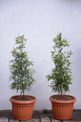 Red shoots are a type of plant known as an ornamental plant belonging to the genus Syzygium. red shoots in pots on a white background.