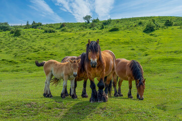 STURDY HORSES IN HIGH MOUNTAIN, NAVARRA, SPAIN