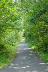 Fototapeta na wymiar Great Trossachs Path and Rob Roy Way just north of Callander, Stirling Scotland