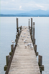 Fototapeta premium Bootssteg mit Möwen am Chiemsee