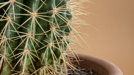 macro view of side cactus in the flowerpot