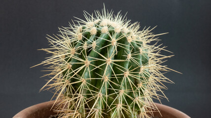 Ball cactus with large spikes in pot