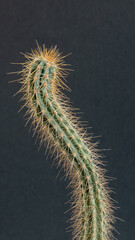 macro photography of stick cactus tip