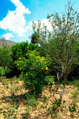 Fototapeta na wymiar Yellow wildflowers growing on green plant in forest during sunny day