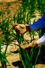 Mature male farmer analyzing soil while planting on field during sunny day