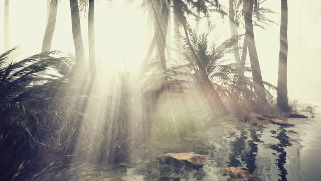 coconut palms in deep morning fog