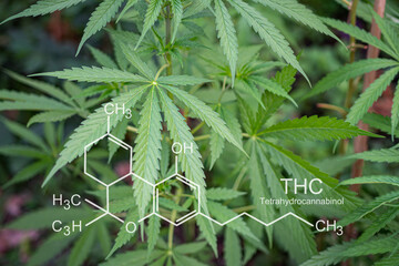 Fresh green cannabis plant. Growing organic cannabis herb on the farm indoor. Medical...