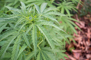 Fresh green cannabis plant. Growing organic cannabis herb on the farm outdoor. Close-up young hemp. Marijuana plantation for medical concept