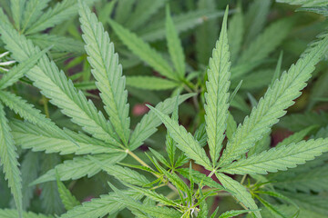 Fresh green cannabis plant. Growing organic cannabis herb on the farm outdoor. Close-up young hemp. Marijuana plantation for medical concept