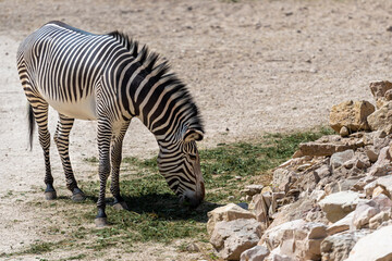 Fototapeta na wymiar zebra (Equus quagga chapmani) looking for food on a sunny day