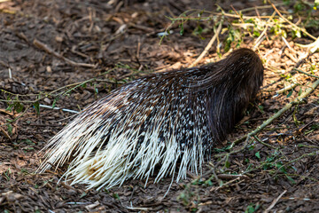 close-up the malayan porcupine animal is sleep and rest