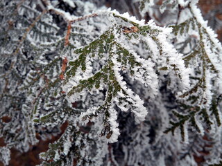 Hoarfrost on the leaves of an evergreen tree