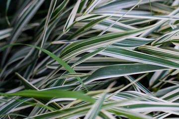 greens green grass white green leaves background for photo close-up