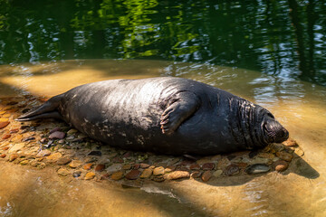 grey seal (Halichoerus grypus)  lying aground and heated in the sun, closeup