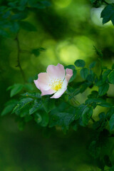 Flowers wild rose Rosa stylosa on white background