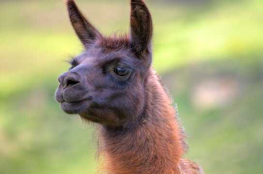 Llama